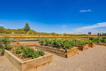 Community garden